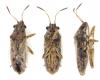 Nysius sp.